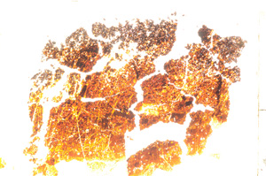 Plane Polarized, E20570