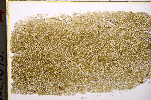 Plane Polarized, E20571