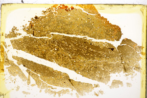 Plane Polarized, E20572