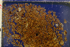 Cross Polarized, E20573