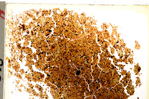 Plane Polarized, E20573