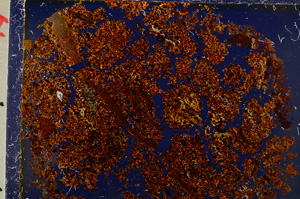 Cross Polarized, E20574