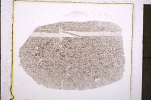 Plane Polarized, E20584