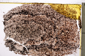 Plane Polarized, E20586