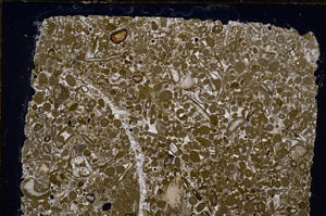 Cross Polarized, E20588