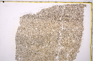 Plane Polarized, E20596