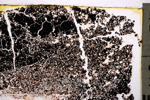 Plane Polarized, E20599