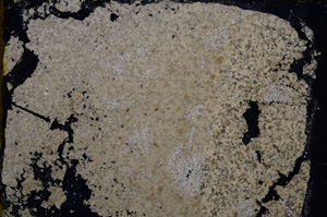 Cross Polarized, E20616