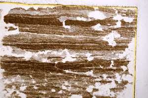Plane Polarized, E20623