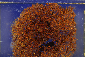 Cross Polarized, E20669