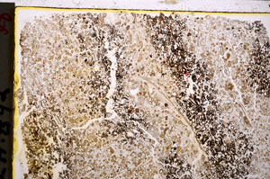 Plane Polarized, E20670