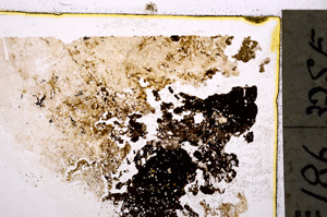 Plane Polarized, E20672/A