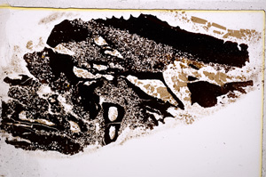 Plane Polarized, E20676