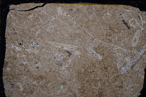 Cross Polarized, E20694