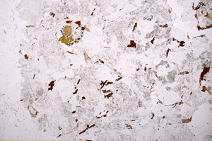 Plane Polarized, E20729