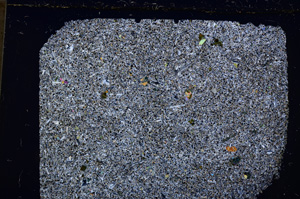 Cross Polarized, E20731