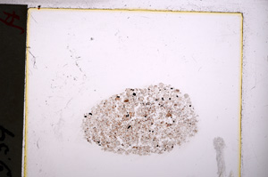 Plane Polarized, E20755/A