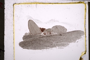 Plane Polarized, E20776