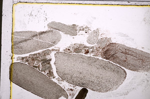 Plane Polarized, E20777