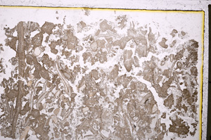 Plane Polarized, E20789
