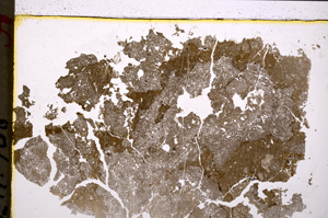 Plane Polarized, E20793