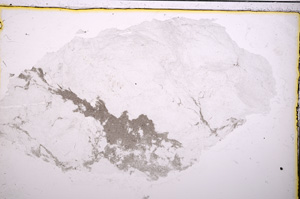 Plane Polarized, E20804