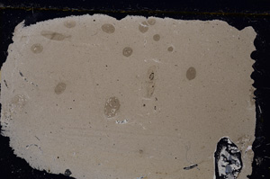 Cross Polarized, E20830