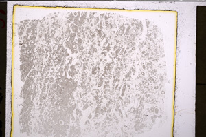 Plane Polarized, E20836