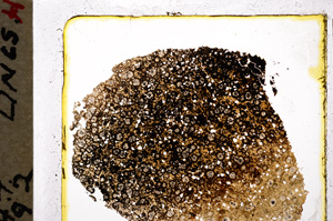 Plane Polarized, E20856