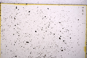 Plane Polarized, E20877