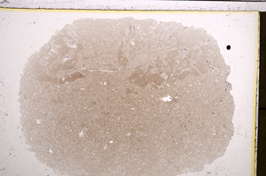 Plane Polarized, E20926