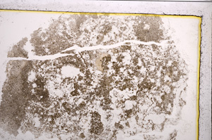 Plane Polarized, E20927