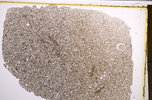 Plane Polarized, E20963