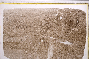 Plane Polarized, E20987