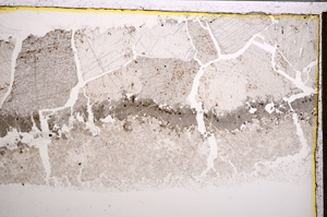 Plane Polarized, E21011