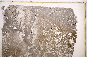 Plane Polarized, E21015