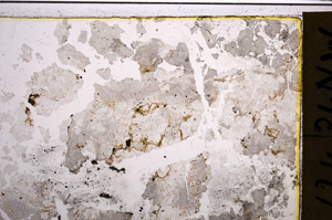 Plane Polarized, E21017