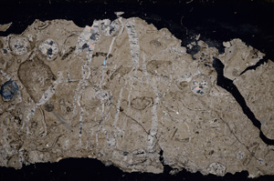 Cross Polarized, E21042