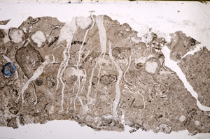 Plane Polarized, E21042