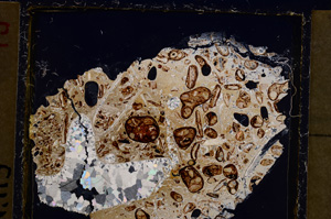 Cross Polarized, E21056