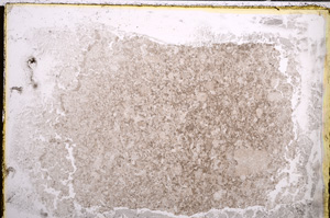 Plane Polarized, E21059