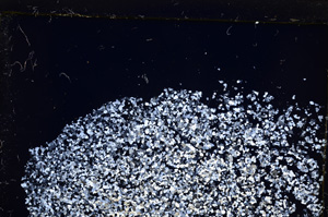 Cross Polarized, E21077