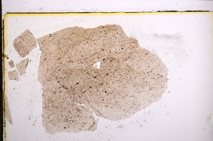 Plane Polarized, E21080