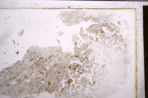 Plane Polarized, E21082