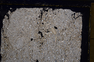 Cross Polarized, E21098