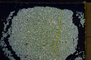Cross Polarized, E21123