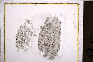 Plane Polarized, E21136