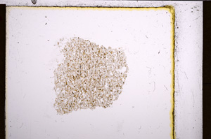 Plane Polarized, E21147