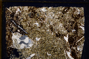 Cross Polarized, E21173