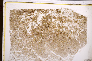 Plane Polarized, E21176